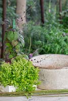 Metal wash basin, Willow branches, Rhodochiton atrosanguineus and Lobelia 'Trailing Red' for planting a container 