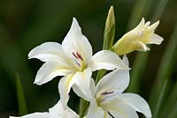 Gladiolus x colvillii 'The Bride'