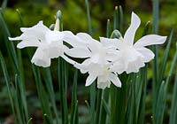 Narcissus 'Thalia' - Div. 5, triandrus