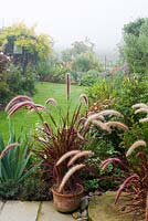 Looking down garden in mist. Pennisetum setaceum 'Rubrum' in pots, Jasminum officinale 'Frojas' - 'Fiona Sunrise' on arbour