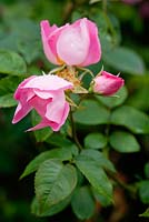 Rosa 'Complicata - Gallica rose AGM