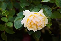 Rosa 'Graham Thomas', older flower