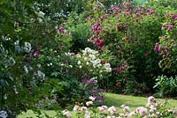 Rose garden inc. Rosa 'Marie-Jeanne', Rosa 'Commandant Beaurepair', Rosa 'Henri Martin'