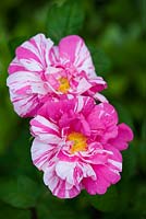 Rosa gallica 'Versicolor', syn. Rosa mundi. Said to be named after Fair Rosamund, mistress of Henry II. Dates from the 12th century
