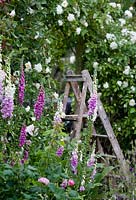 Digitalis purpurea - foxgloves in front of archway with Rosa 'Alberic Barbier' overhanging. Stepladder in place for deadheading