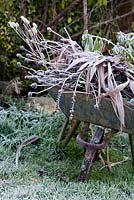 Wheelbarrow with seedheads - including echinacea, crocosmia, aquilegia and foliage, in frost