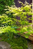 Acer trees and pincushion moss mounds. Home - Personal Universe Garden by T's Garden Square. RHS Chelsea Flower Show, 2015