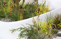 Pure Land Foundation garden, RHS Chelsea Flower Show 2015 - Jesmonite white waved walls, gravel border with mixed  planting with Iris 'Kent Pride', Milium effusum 'Aureum'