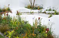Pure Land Foundation garden, RHS Chelsea Flower Show 2015 - Jesmonite white waved walls, mixed  planting with Iris 'Kent Pride', Milium effusum 'Aureum', Digitalis 'Illumination Apricot' 