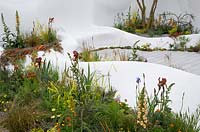 Pure Land Foundation garden - Jesmonite white waved walls, mixed  planting with Iris 'Kent Pride', Milium effusum 'Aureum', Digitalis 'Illumination Apricot'. RHS Chelses Flower Show, 2015.