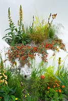 Warm planting colour palette of orange, red and yellow in a contemporary curvilinear white raised bed. Digitalis 'Illumination Apricot', Iris 'Kent Pride', Lotus berthelotti, Geum and grasses. Pure Land Foundation Garden. RHS Chelsea Flower Show 2015
