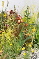Iris 'Kent Pride' with Asphodeline lutea and Deschampsia flexuosa 'Tatra Gold' - The Pure Land Foundation Garden, RHS Chelsea Flower Show 2015 