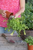 Woman removing Petunia 'Lime' Surfinia series - Suntory Collection from pot ready for planting