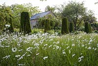 Country garden with wild meadow planting, ox eye daisies and Yew Obelisks in Summer