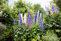 Cottage garden open for The National Gardens Scheme, filled with Delphiniums, Roses and colourful summer bedding.  The Paddocks, Wendover.