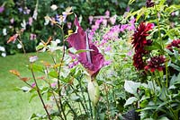 Amorphophallus titanum in a cottage style garden border, with dark red Dahlias 