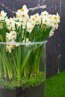 Contemporary garden - Daffodils - Narcissus - enclosed in giant glass container. The Fragrance Garden from Harrods.