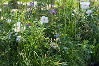 Thinking of Peace by Lace Landscapes. Planting of white Roses, Iris sibirica and grasses