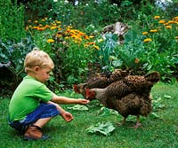 3-year-old child feeds the chickens in front of the vegetable patch. Calendula officinalis - pot marigolds in border