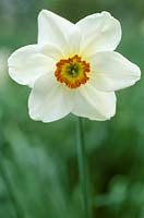 Narcissus 'Queen of Narcissi', Div 9, poeticus, pheasant's eye