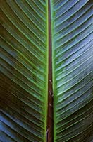 Detail of underside of banana Ensete ventricosum 'Maurelii' with new leaf unfurling in front of midrib