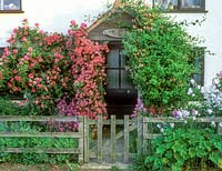 Front garden with climbers growing over porch. Rosa 'Zephirine Drouhin', Clematis montana var. rubens 'Broughton Star', Lonicera periclymenum 'Belgica',