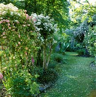 Country garden with mown grass path. Rosa 'Paul Transon' and Rosa 'Francis E. Lester'  in foreground, Rosa 'Felicite Perpetue' in tree. Foxgloves  and Thalictrum under