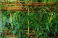 Salix - Living willow screen 