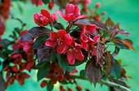 Malus 'Royalty', foliage and flowers, blossom