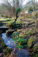 The bog garden in winter