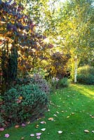 Country garden with lawn in autumn. At this time of year low-dappled sun lights up boarders.