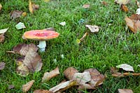 Mushrooms in the lawn
