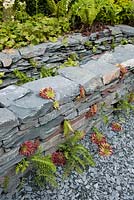 Reclaimed stone water trouch formed fromdry-stome walling and planted with ferns and houseleeks. The Great Chelsea Garden Challenge Garden, RHS Chelsea Flower Show, 2015.