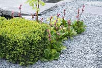 Clipped hedge of Buxus sempervirens with Bergenia surrounded by slate chippings - The Great Chelsea Garden Challenge Garden, RHS Chelsea Flower Show 2015 