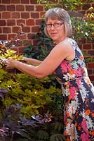 Kate Wyatt in the courtyard garden. Pruning out wilted part of Japanese maple - Acer palmatum cultivar