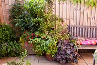 View of side of courtyard with Edgar the oriental cat on colourful cushions on wooden bench. Plants include bay - Laurus nobilis, rose, fuchsias, busy lizzy - Impatiens, Salvia microphylla, creeping jenny - Lysimachia nummularia, Heuchera 'Blackberry Jam', Gaura lindheimeri and dwarf buddleia 