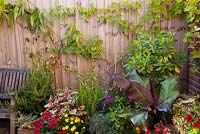 Fence at side of courtyard with grape vine on fence - Vitis 'Brant' and Clematis armandii. Rosemary next to bench - Rosmarinus officinalis, ivy-leaf pelargonium, Bidens and variegated Fuchsia triphylla 'Firecracker' in front. Bay tree - Laurus nobilis in corner with Abyssinian banana Ensete Ventricosum 'Maurelii'in front.  All plants in pots.