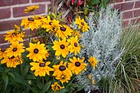 Coneflower - Rudbeckia Dublin with foliage of curry plant - Helichrysum and Carex oshimensis 'Evergold'