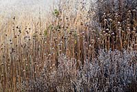 Frosted prairie planting. Seedheads of Asters and Echinacea backed by Deschampsia cespitosa 'Goldschleier'  syn. D. cespitosa 'Golden Veil'