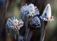 Echinacea purpurea 'Rubinstern' - Frosted seedheads 