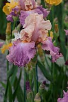  Iris 'Sweet Musette' - Claire Austin Hardy Plants Ltd, RHS Chelsea Flower Show, 2015.