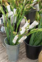 Cedric Morris irises wrapped in kitchen roll to prevent premature flowering in florists' long tom style buckets. Designer, plant hunter: Sarah Cook, RHS Chelsea Flower Show, 2015