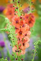 Verbascum 'Firedance'. New plant variety introduced by Hardy's Cottage Garden Plants. Gold Medal Winner. RHS Chelsea Flower Show 2015