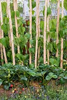 Runner beans trained up poles, underplanted with strawberries and lavender. RHS Chelsea Flower Show, May 2015