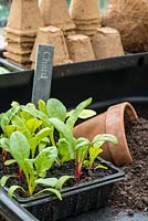 A plastic seed tray labelled with chard seedlings ready for potting on using compost, terracotta and cardboard plant pots. RHS Chelsea Flower Show 2015