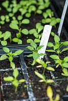 Pepper seedlings sprouting in black plastic seed trays. RHS Chelsea Flower Show 2015