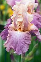 Iris 'Sweet Musette'. RHS Chelsea Flower Show 2015