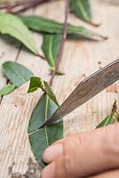 The remaining leaves on the Laurel cuttings need to be cut in half. This reduces the energy the plant uses, which in turn allows the roots to develop