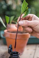 Coat the bottom of the semi-ripe Laurel cuttings with Rooting Hormone Gel