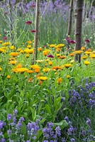 Calendula officinalis 'Art Shades' in garden border amongst Lavender and Scabiosa
